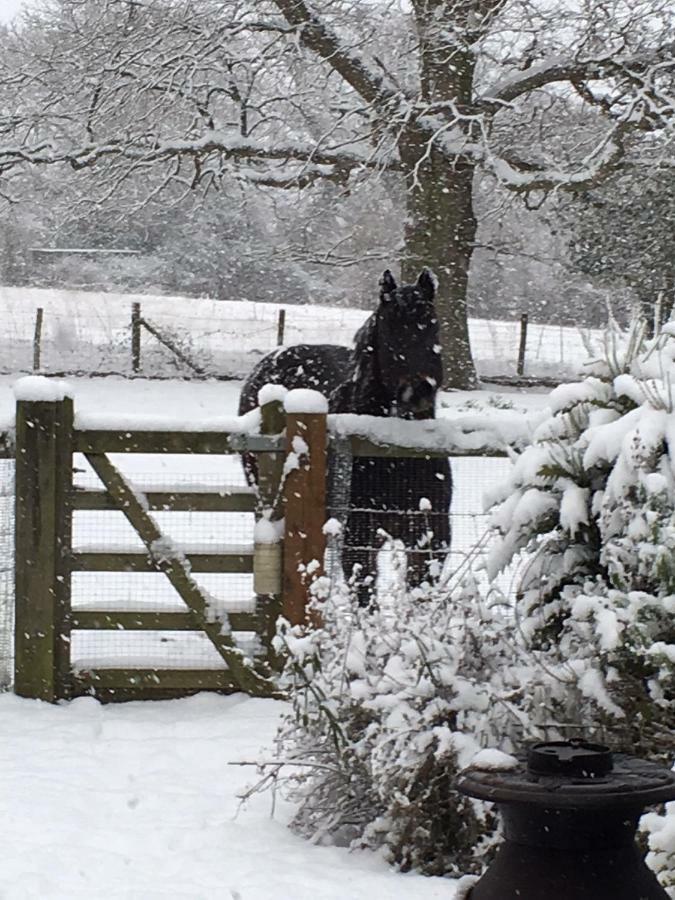 The Old Apple Shed Cosy Heated Cottage In A Meadow Close To The Charming Village Of Bethersden Ашфорд Екстериор снимка